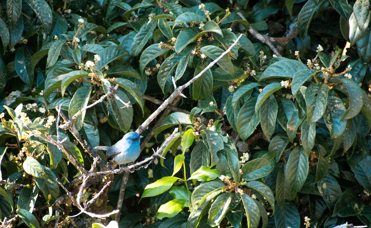 Nilgiri Flycatcher - ML648671683
