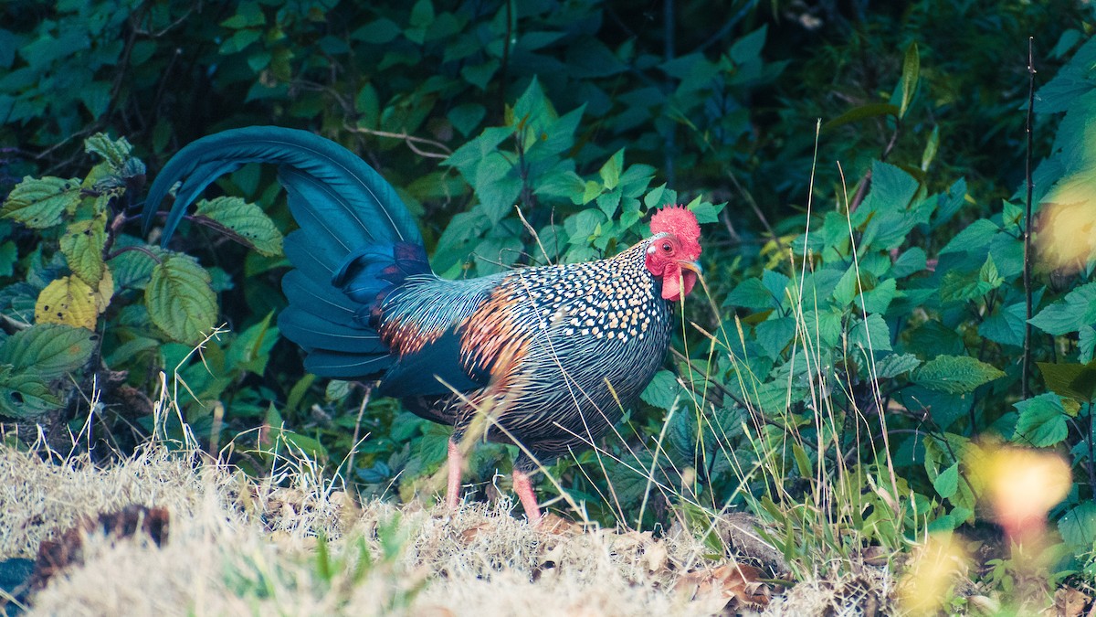Gray Junglefowl - ML648671711
