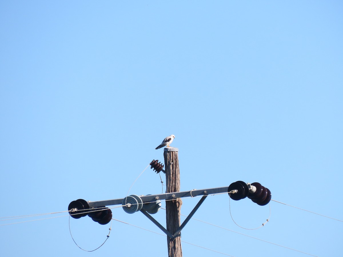 Avustralya Ak Çaylağı - ML648671826