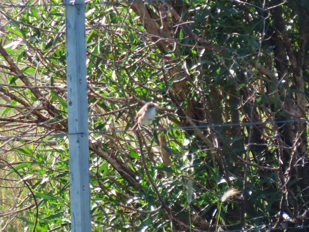 Ak Kanatlı Peribülbülü - ML648671857