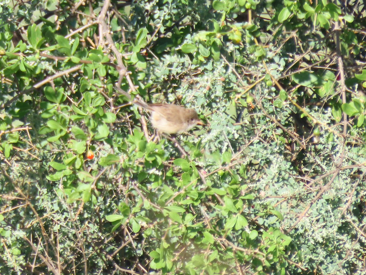 Ak Kanatlı Peribülbülü - ML648671858