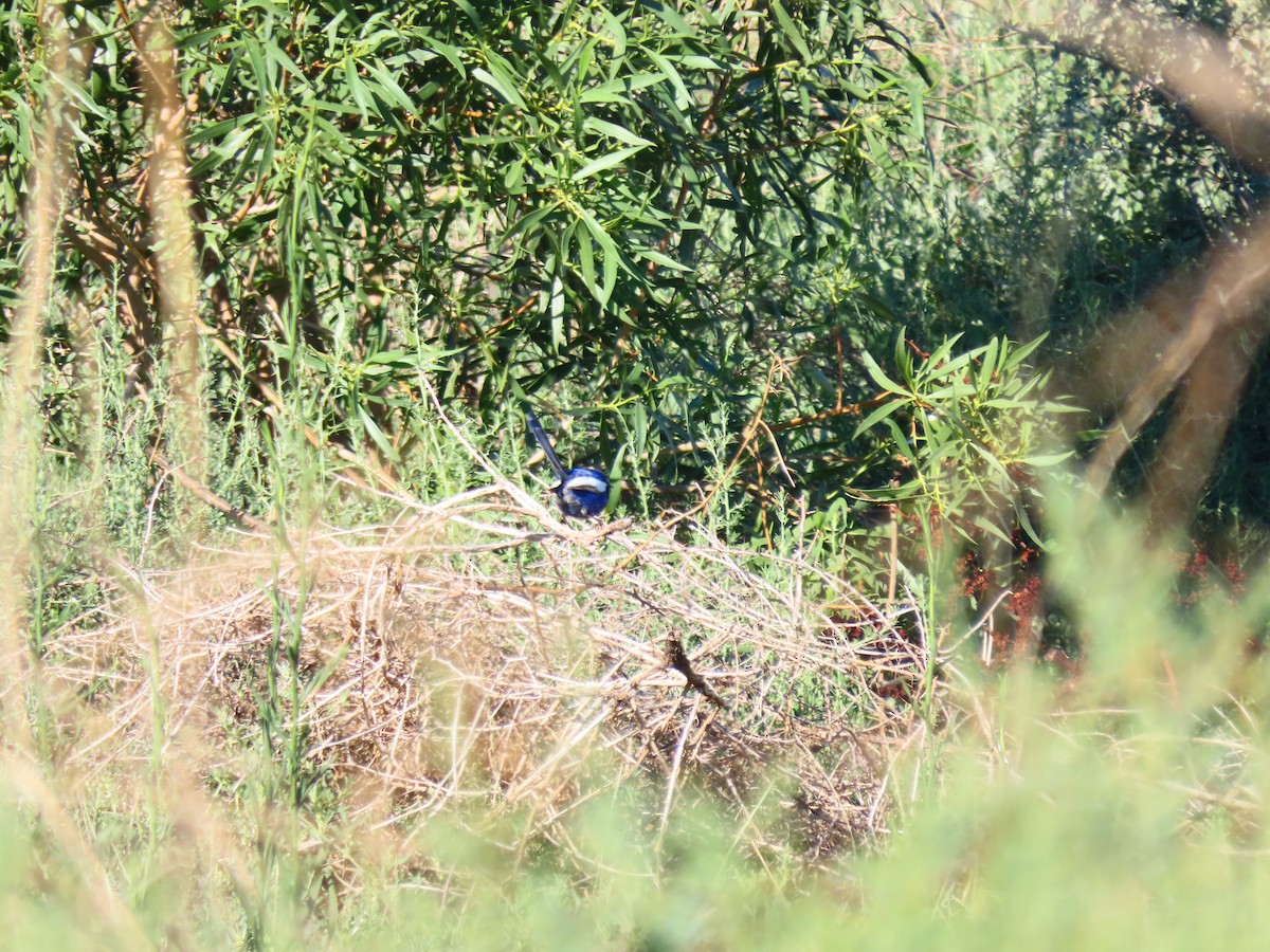 Ak Kanatlı Peribülbülü - ML648671860