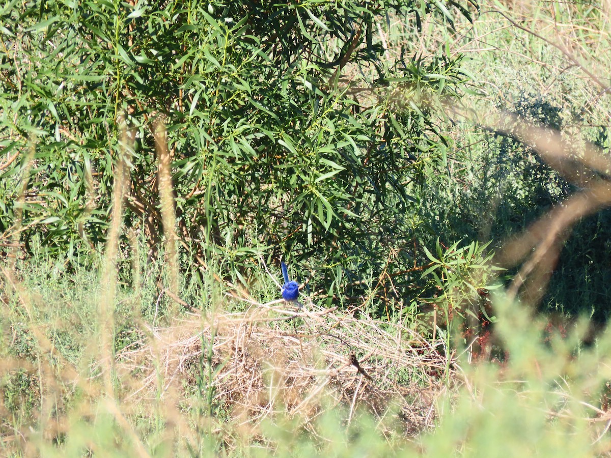 Ak Kanatlı Peribülbülü - ML648671861