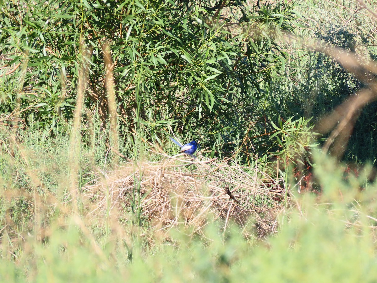 Ak Kanatlı Peribülbülü - ML648671862