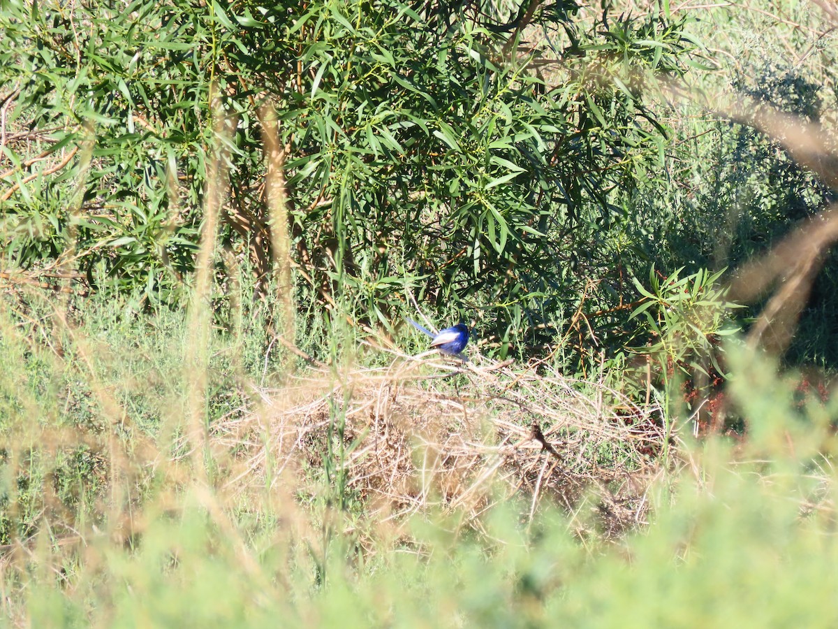 Ak Kanatlı Peribülbülü - ML648671863