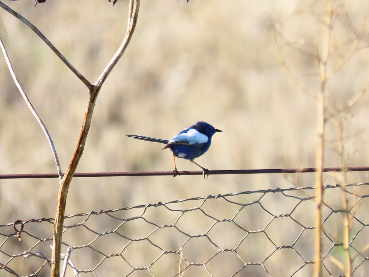Ak Kanatlı Peribülbülü - ML648671913