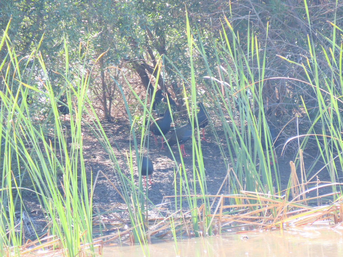 Kara Kuyruklu Yertavuğu - ML648671930