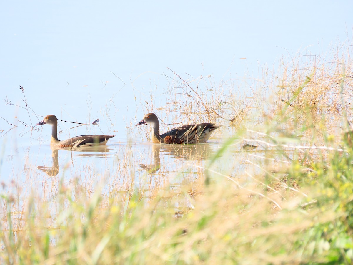 Etekli Islıkçı Ördek - ML648671945