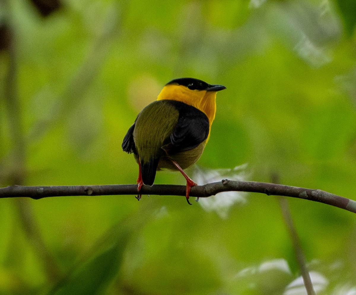 Golden-collared Manakin - ML648672598