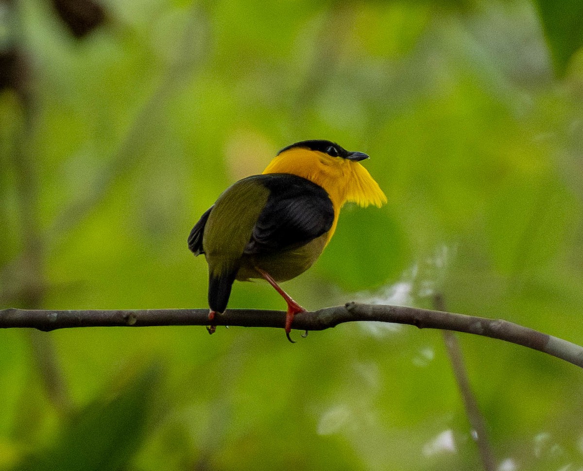 Golden-collared Manakin - ML648672599