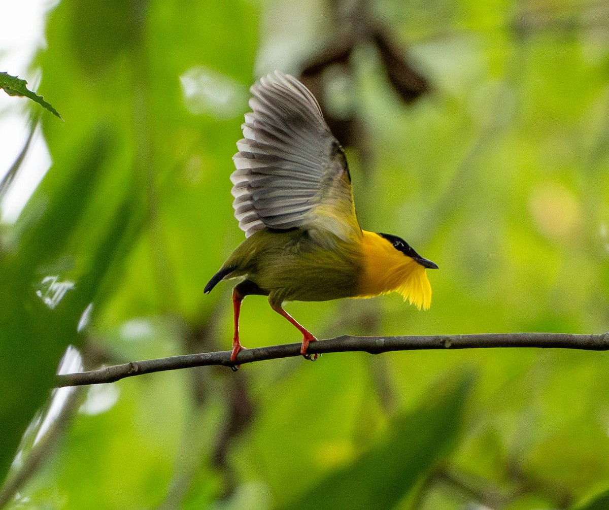 Golden-collared Manakin - ML648672600