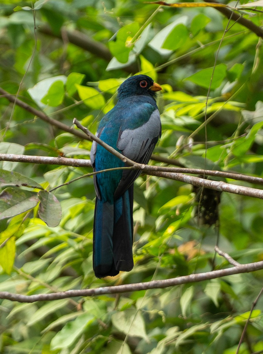 Slaty-tailed Trogon - ML648672609
