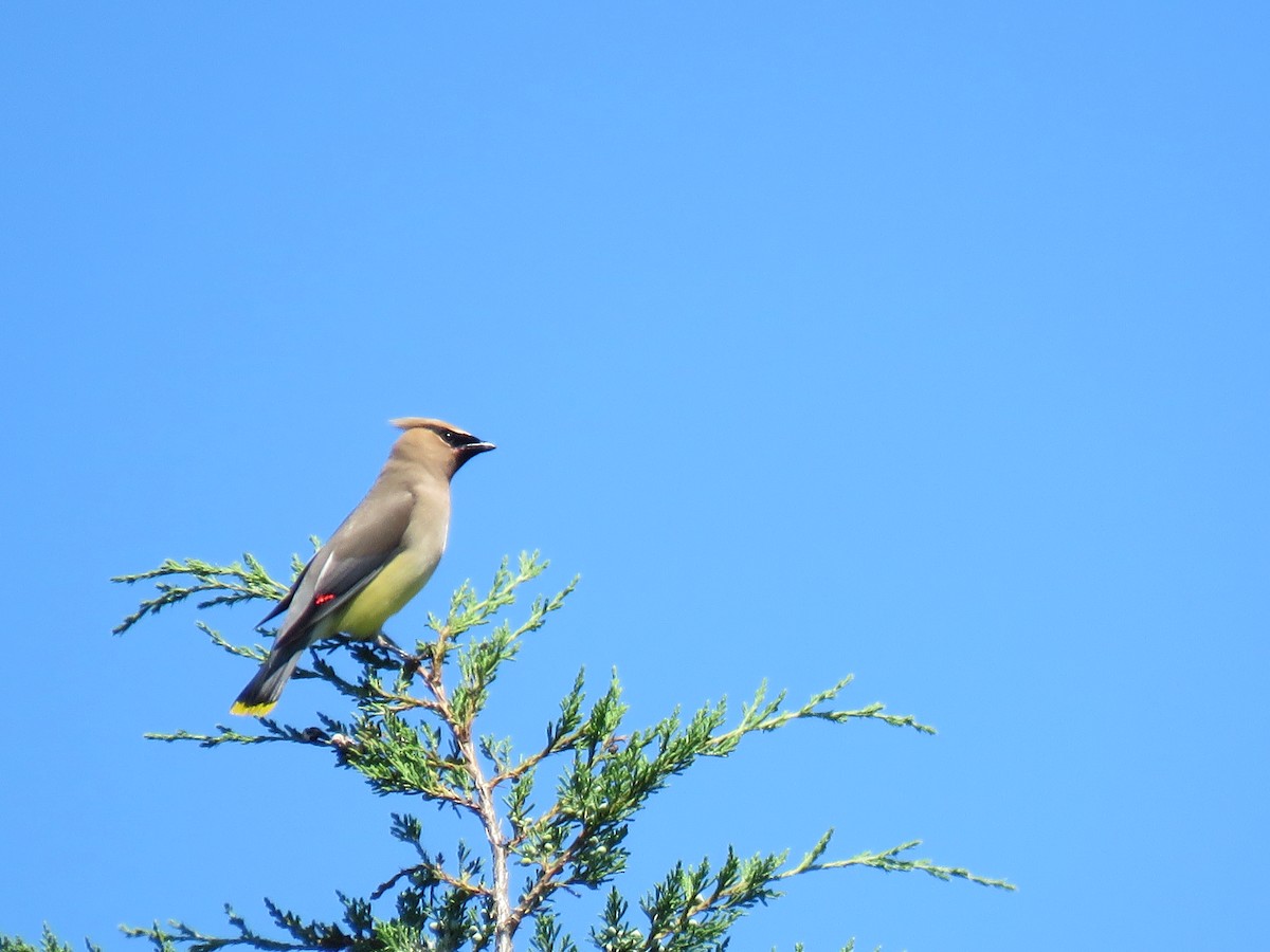 Cedar Waxwing - ML64867261