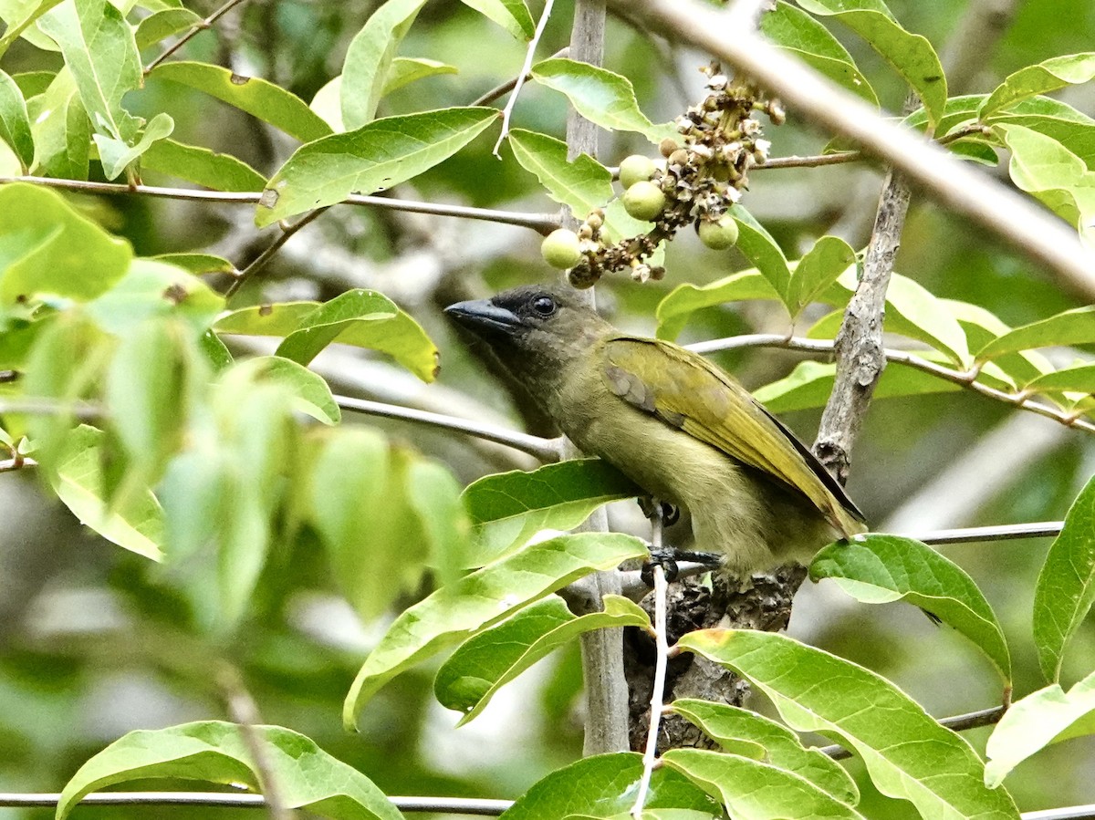 Green Barbet - ML648672678