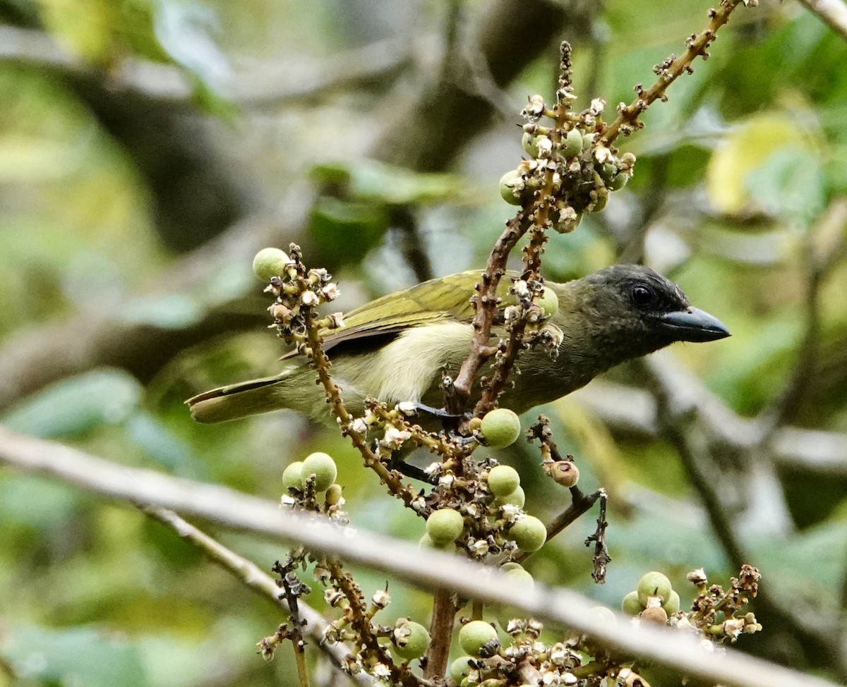 Green Barbet - ML648672690