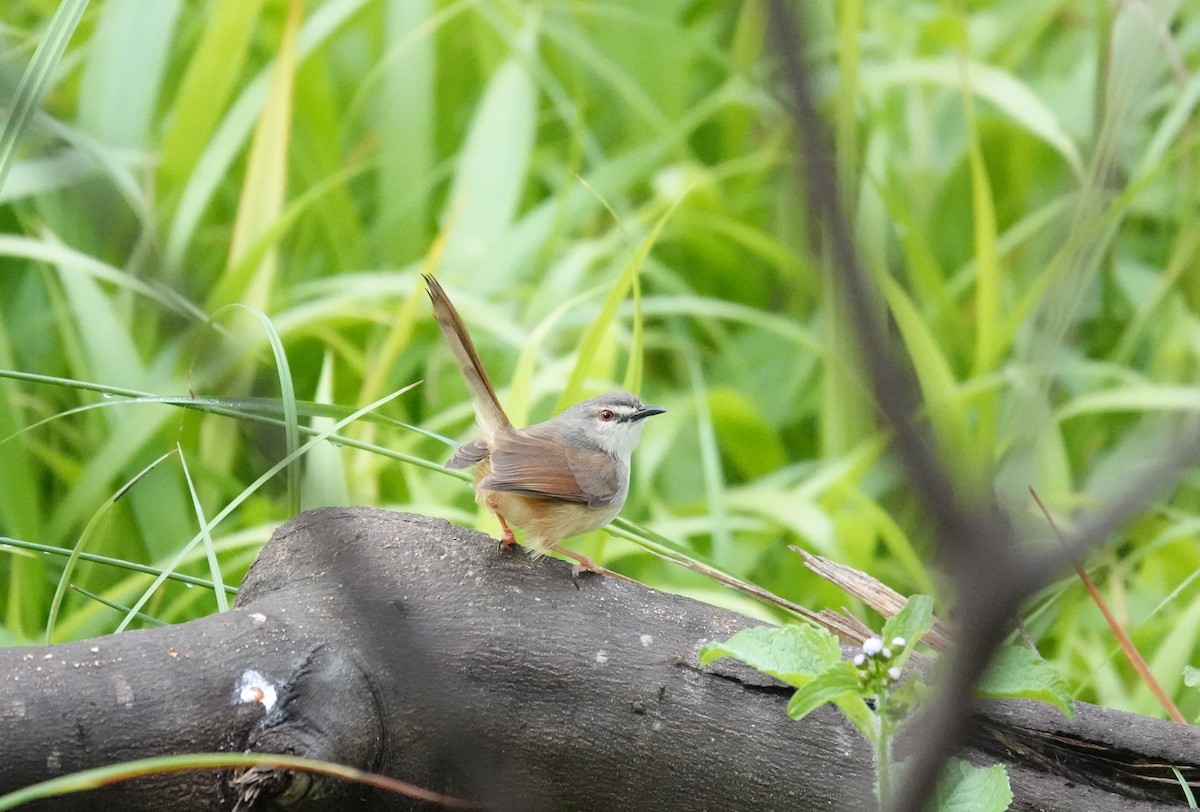 Tawny-flanked Prinia - ML648672889