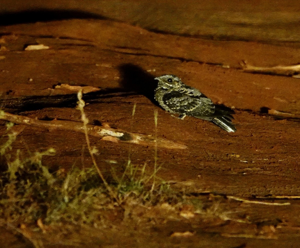 Fiery-necked Nightjar - ML648673634
