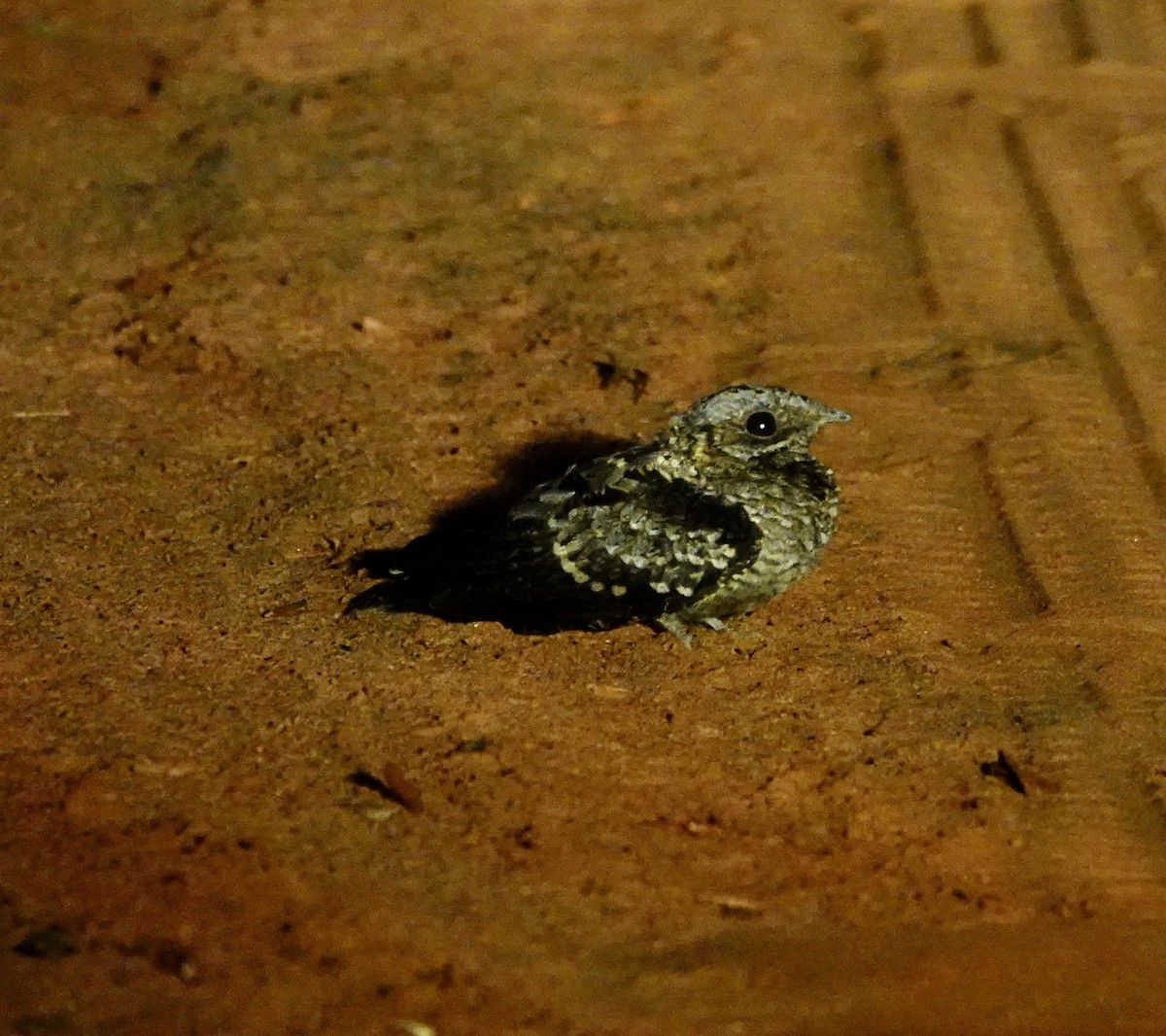 Fiery-necked Nightjar - ML648673635