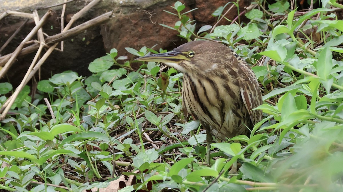 Avetorillo Canelo - ML648673736