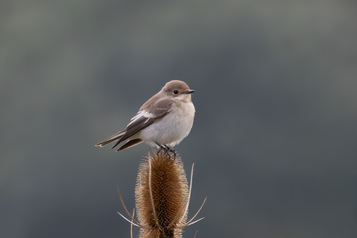 European Pied Flycatcher - ML648673905