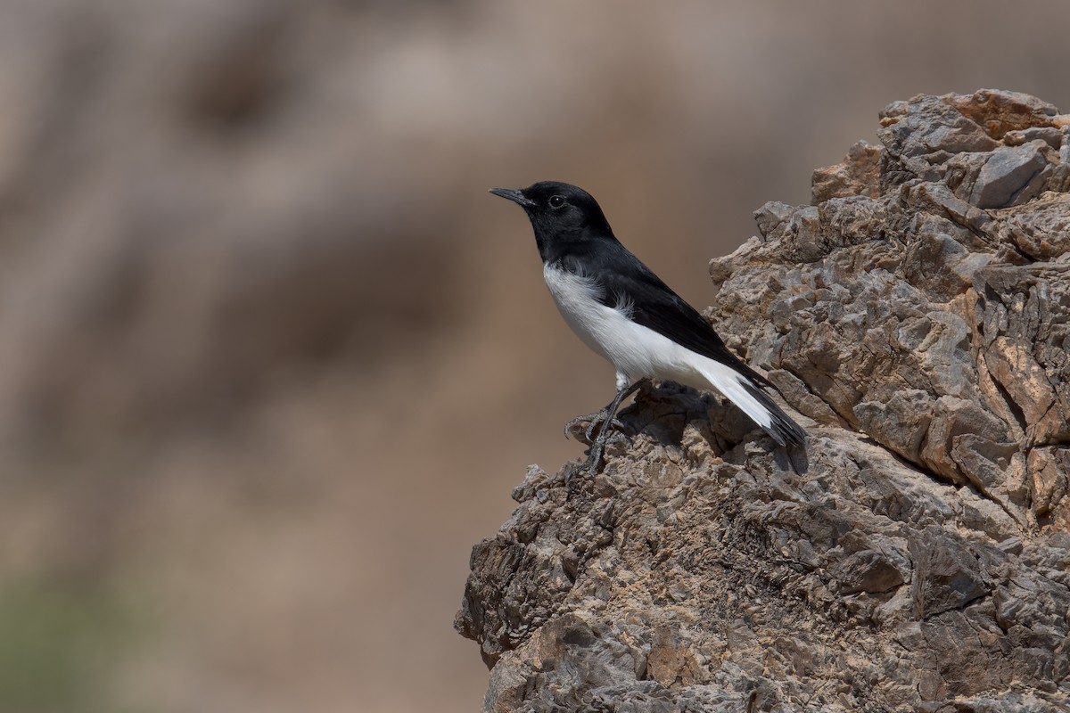 Hume buztanzuria - ML648674061