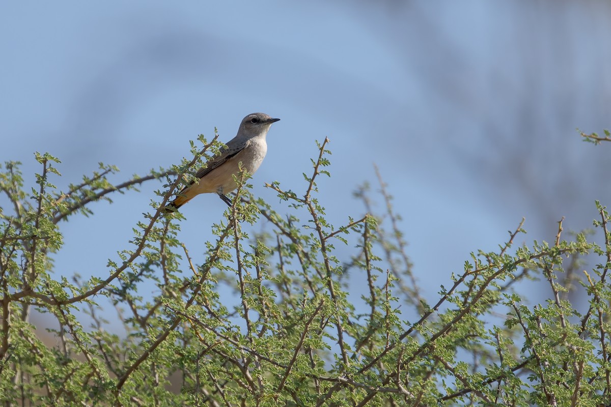 Buztanzuri kaspiarra - ML648674074