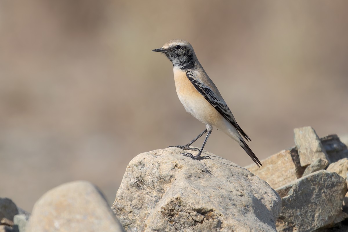 Basamortuko buztanzuria - ML648674085