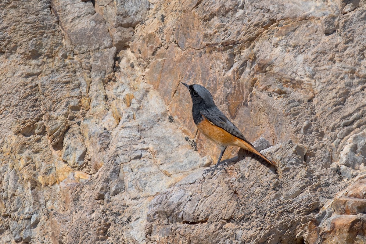 Buztangorri iluna [ochruros Taldekoa] - ML648674095