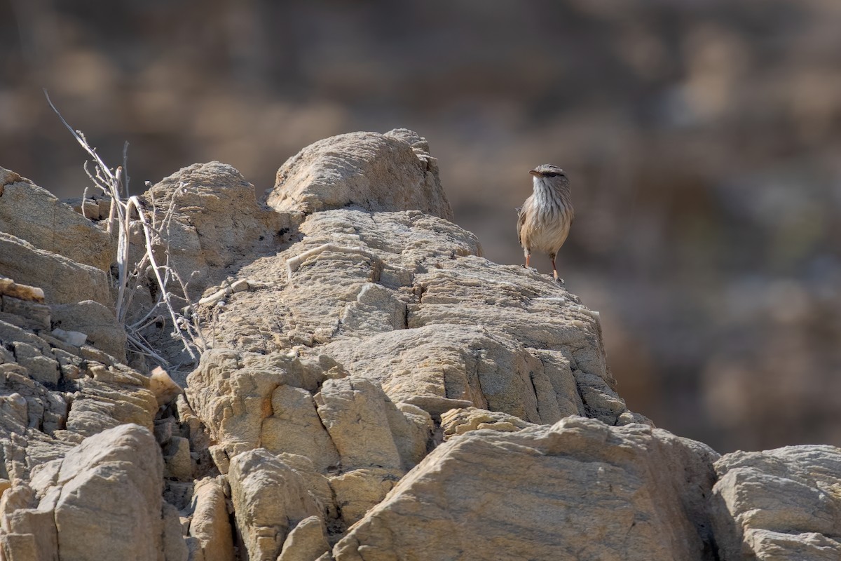 Scrub Warbler - ML648674101