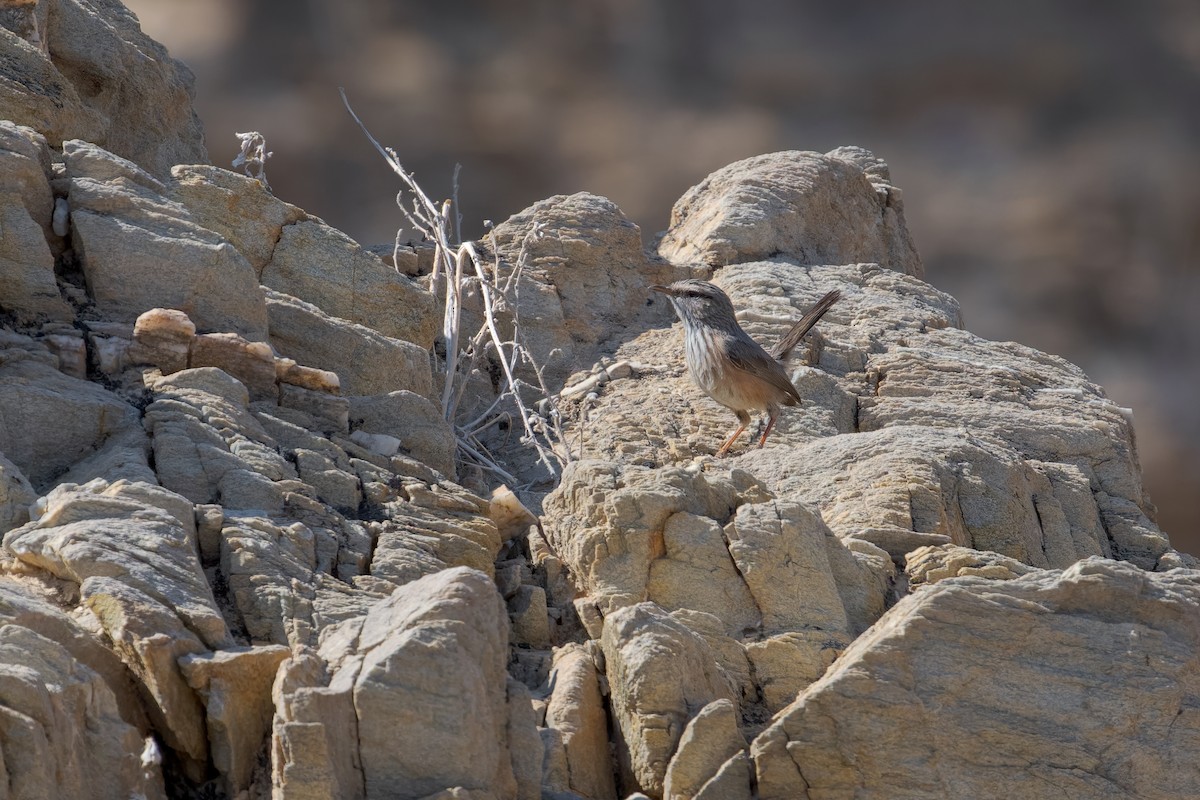 Scrub Warbler - ML648674103