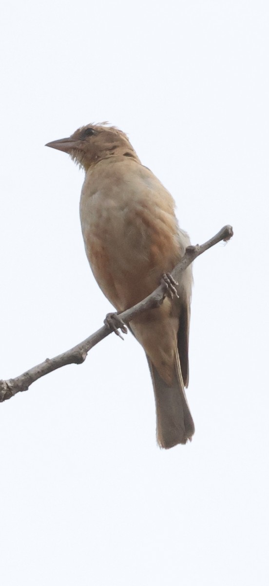 Moineau bridé - ML648674124