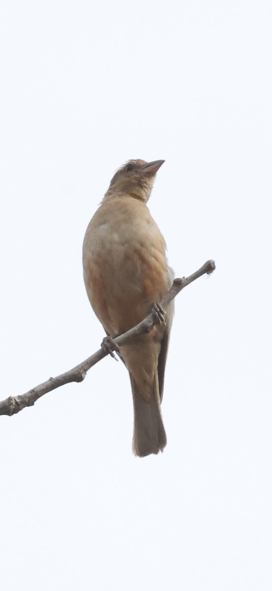 Moineau bridé - ML648674125