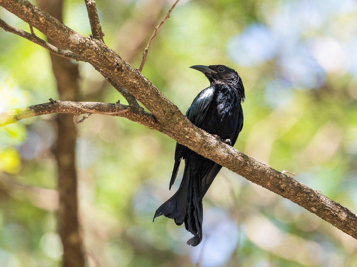 髮冠卷尾 - ML648674961