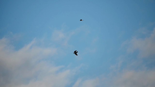 Northern Harrier - ML648675469