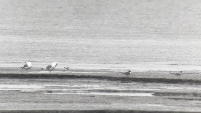 Antillenseeschwalbe - ML648675921