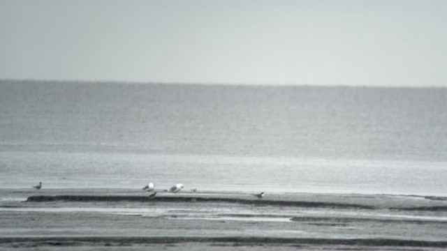 Antillenseeschwalbe - ML648675953