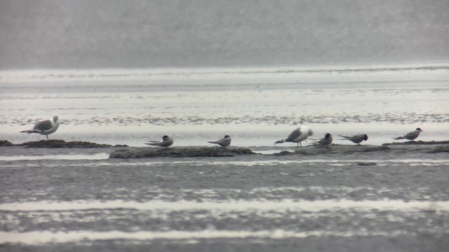 Antillenseeschwalbe - ML648676000