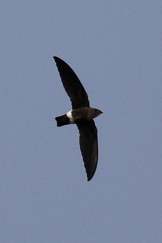 Mottled Spinetail - ML648676123