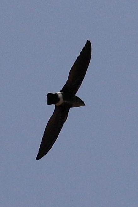 Mottled Spinetail - ML648676124