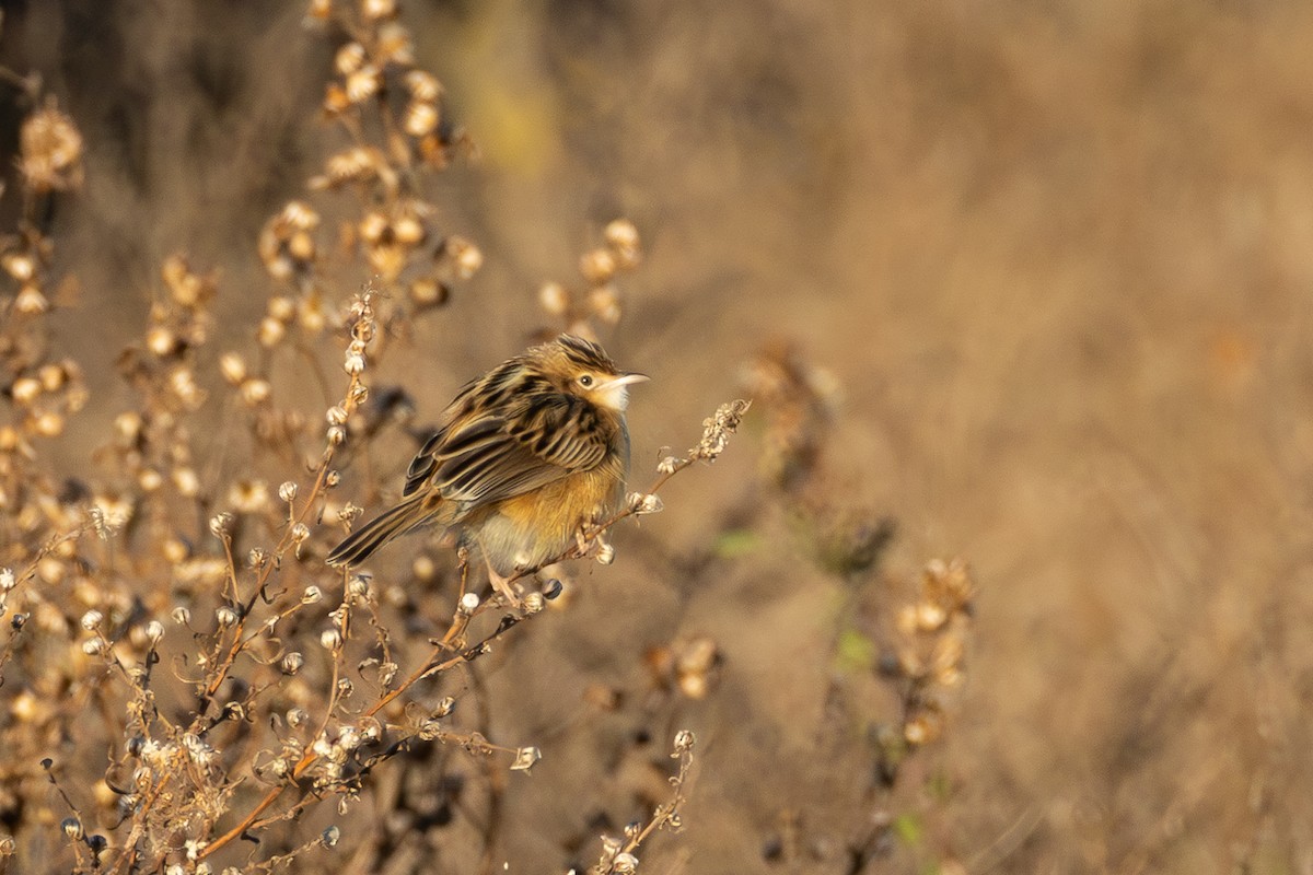 Zitting Cisticola - ML648676160