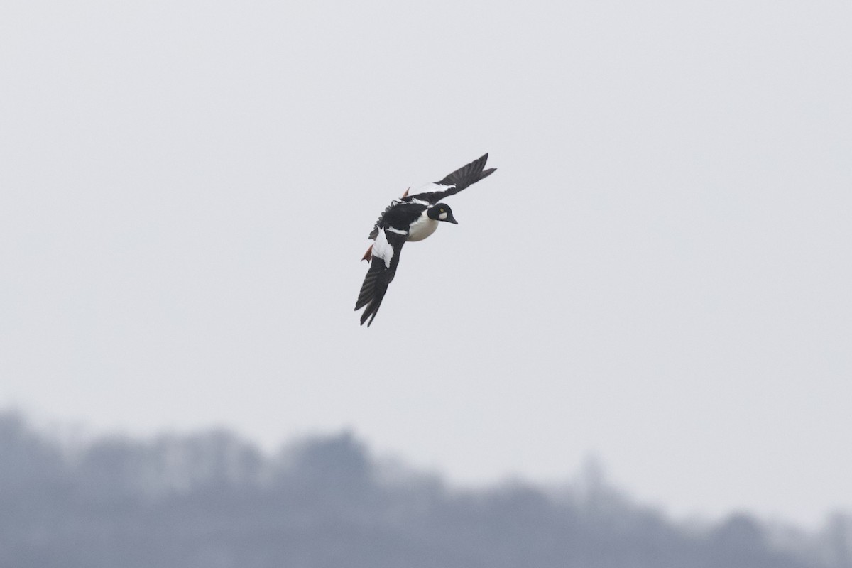 Гоголь зеленоголовий - ML648676284