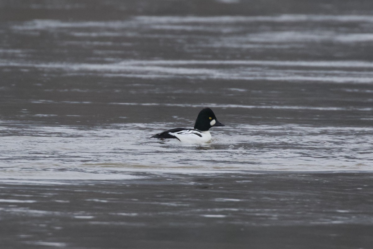 Гоголь зеленоголовий - ML648676285