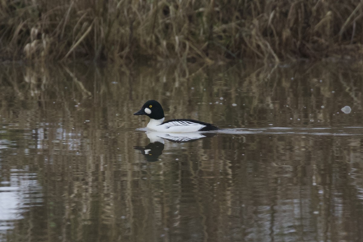 Гоголь зеленоголовий - ML648676286