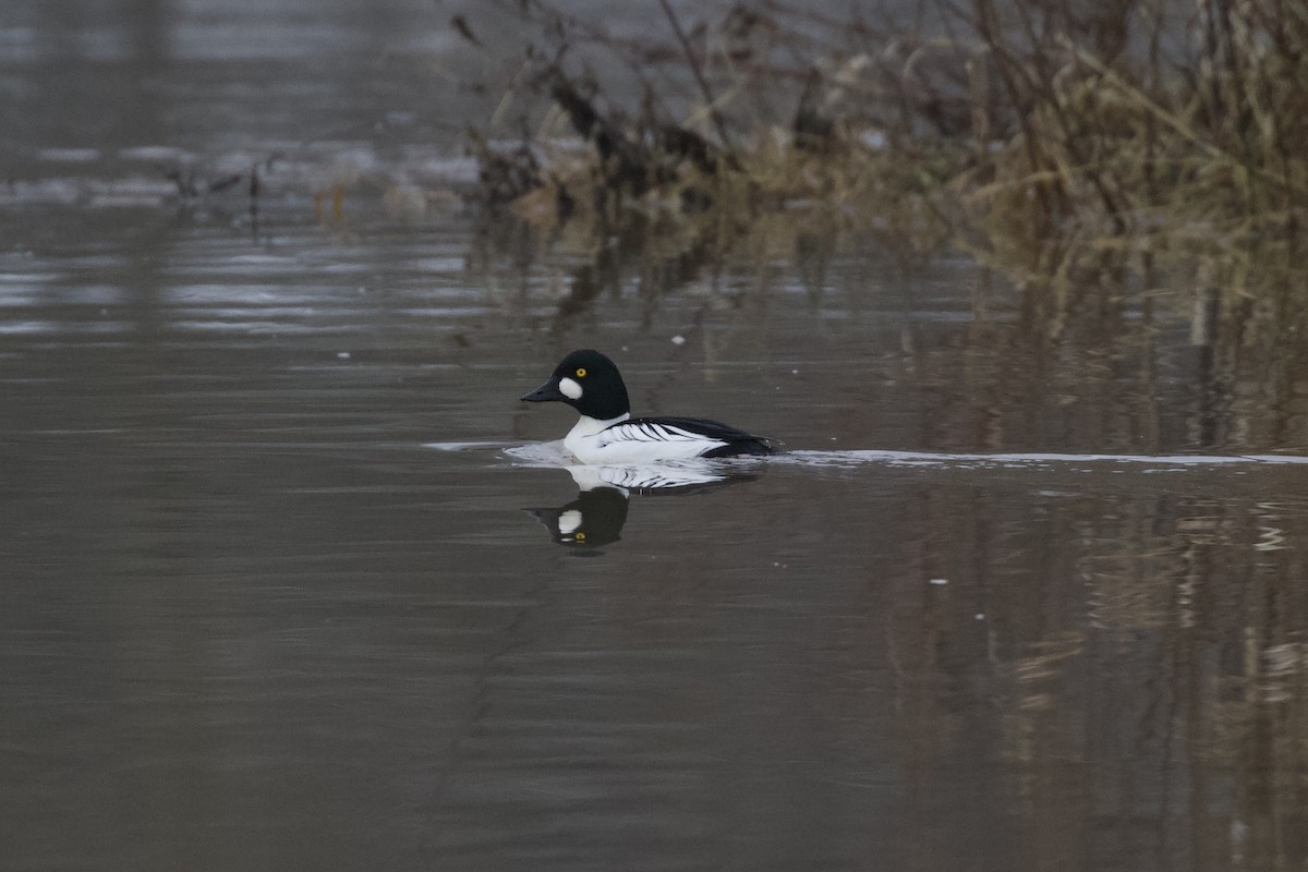 Гоголь зеленоголовий - ML648676287