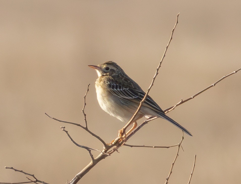 Richard's Pipit - ML648676506