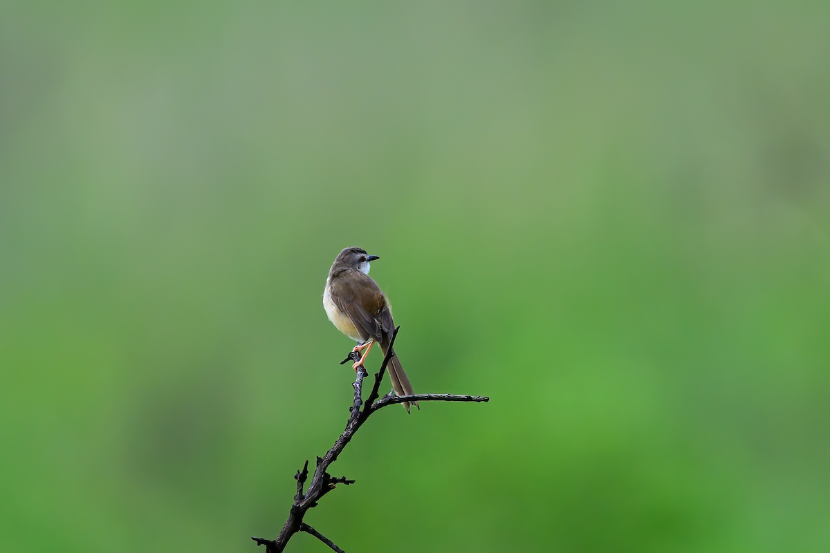Tawny-flanked Prinia - ML648676526