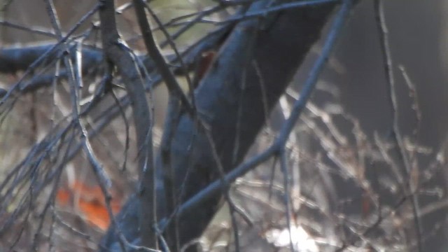 Tasmanian Scrubwren - ML648676647