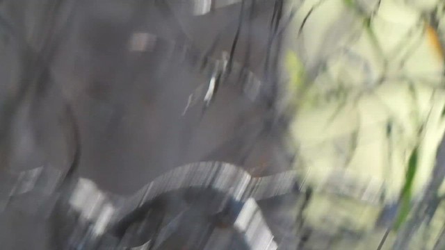 Tasmanian Scrubwren - ML648676668