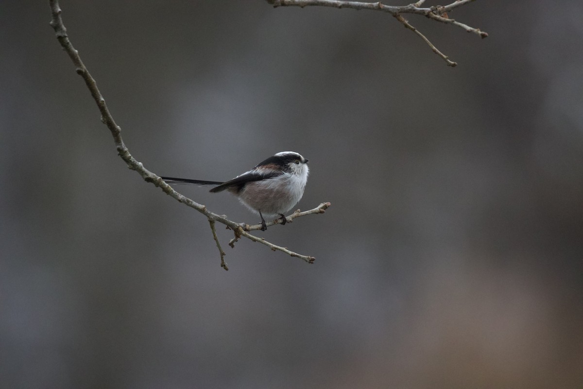 Синиця довгохвоста - ML648677580