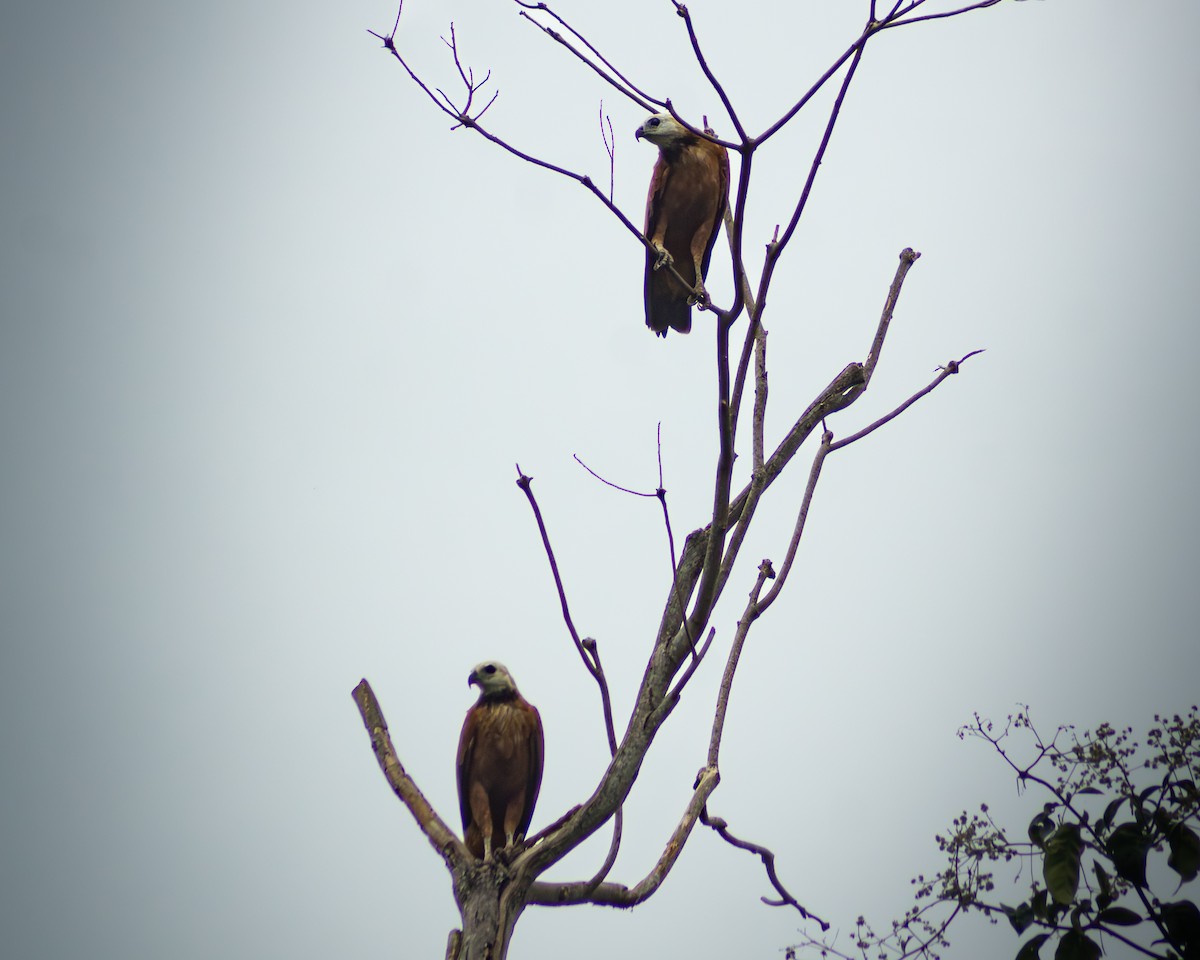Black-collared Hawk - ML648677618